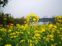 -海珠湖公园