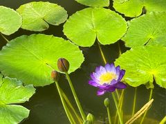 -国家植物园南园