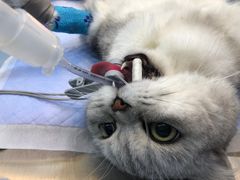 -关爱宠物医院·猫科中心·消化科(滨湖万达分院)