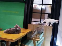 -猫色咖啡·猫咖