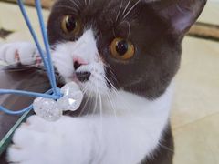 -COLOR PETS 撸猫馆·购猫·猫咖(长风大悦城店)