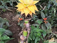 -中国科学院西双版纳热带植物园