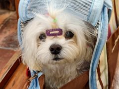 -大笑饭堂(甲子桥店)