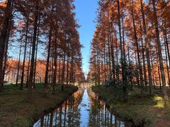 -黄海国家森林公园