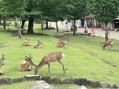 -奈良公园