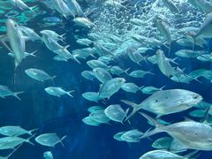 -上海海洋水族馆