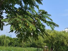 -太阳宫公园