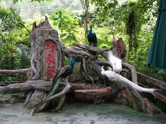-野象谷景区