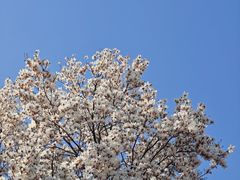 -满记甜品(江桥万达店)