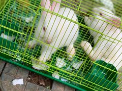 -美丽南方·老木棉匠园·团建烧烤·烤全羊