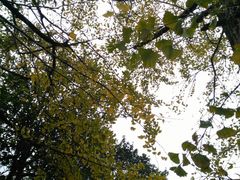 -南雄冯屋银杏山庄