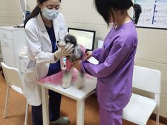 -北京观赏动物医院·24小时大型综合·猫专科·异宠专科