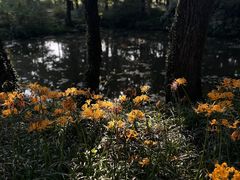 -杭州植物园