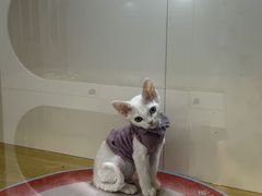 -青奢宠物·青奢猫舍