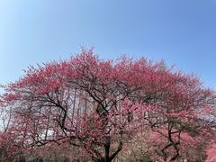 -杭州植物园