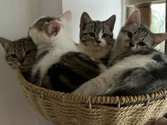-爱洗澡的猫(天河路店)