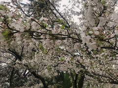 -西湖外事游船(花港观鱼码头)