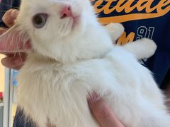 -lincat·猫舍(广州店)
