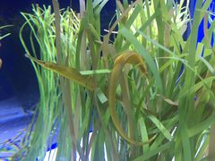 -瑞普利水族馆