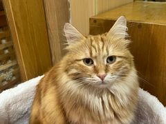 -MOCHA明星猫咖(田子坊店)