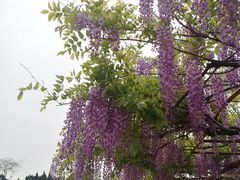 -嘉定紫藤园