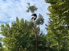-都江堰中华大熊猫苑
