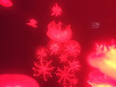 -多彩贵州城极地海洋世界