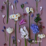 岁月如花，笑看花开，静赏花落是人生的一种极致