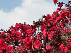-南宫五洲植物乐园