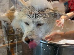 -PETKIT小佩宠物·低压洗护(国顺东路店)