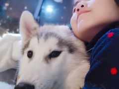 -Husky Go! 哈士奇体验馆·宠物咖啡厅狗咖