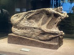 -自贡恐龙博物馆