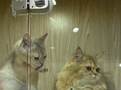 -屋虎猫馆(宝安大仟里店)
