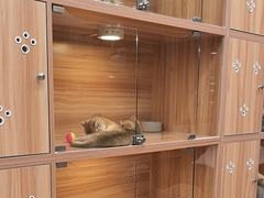 -猫十亿·布偶金渐层·曼基康矮脚猫舍(青年路店)