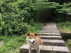 -四明山国家森林公园