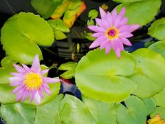 -曼谷王子宫殿酒店