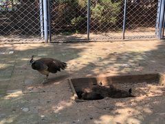 -长白岛森林公园