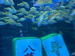 -海合安成都极地海洋公园