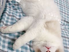 -猫十亿·布偶金渐层·曼基康矮脚猫舍(青年路店)