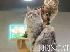 -十年猫舍·猫咪专门店(普陀店)