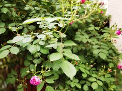 -谷咖啡·鲜花绿植花园餐厅