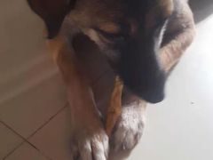 -康乐宝动物医院