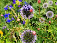 -白草畔自然风景区