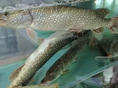 -煲来饱去冷水鱼