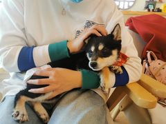 -柴犬小屋·柴餐厅·狗咖食堂(金鼎广场店)