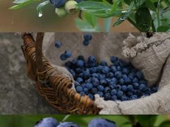 -金谷域澳洲庄园