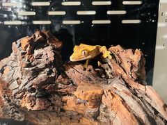 -酷以爬仙阁实体爬宠店·守宫·蜥蜴·专业繁育