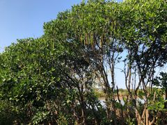 -大湾区中央湿地公园