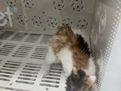 -瑞派康怡24h宠物医院·犬猫医疗中心·微创绝育(瑞景分院)