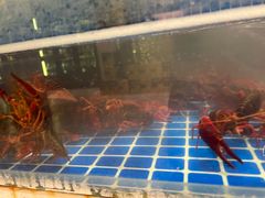 -首府山烧烤·小龙虾·KTV(翠堤湾店)